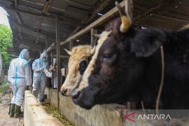 North Sumatra  starts FMD vaccinations