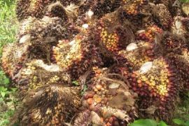 Harga TBS tingkat petani sawit di Palas terus merosot, tertinggi Rp 1.070 /Kg