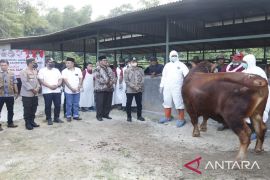 Pemkab Bangkalan cegah PMK melalui vaksinasi dan pemeriksaan kesehatan hewan