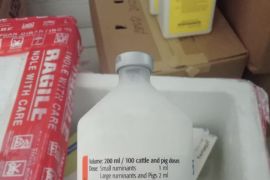 Siak terima 500 dosis vaksin Penyakit Mulut dan Kaki