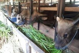 Harga sapi di Kabupaten PPU antara Rp17-100 juta