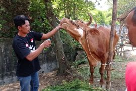 Limbah organik "eco enzym" di Gresik jadi bahan disinfektan bagi sapi PMK