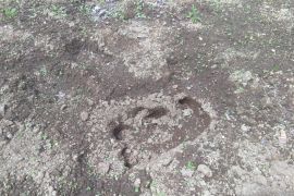 Seekor tapir muncul ke pemukiman warga Matur Agam