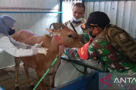 Pemkab Sampang terima kiriman 2.000 dosis vaksin PMK