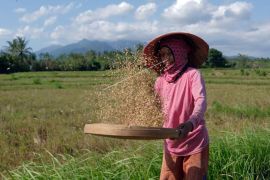 Harga gabah di Jembrana turun akibat hujan