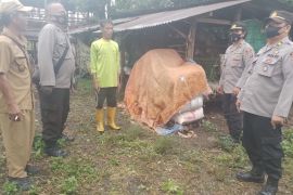 Polrestabes Medan cek kondisi hewan ternak guna antisipasi PMK