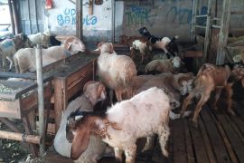 Kambing belum jadi prioritas vaksinasi, kata DKPP Bogor