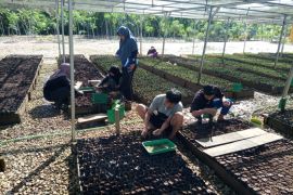 Persemaian KPH Tabalong dukung rehabilitasi hutan