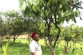 Diganggu gajah, produktivitas kakao di Pidie turun