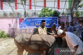 Bupati Raja Ampat serahkan sapi kurban bagi masjid kota Sorong