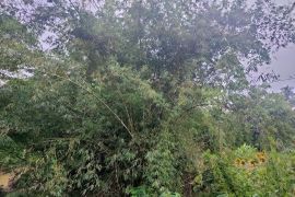 Limbah batang bambu kurang  bernilai ekonomi