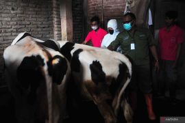 Milk production decreases 30--40 percent, affected by FMD