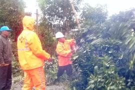 Pohon tumbang melintangi jalan, arus lalu lintas dua nagari di Lubukbasung terganggu