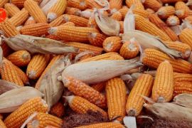 Jagung JH 37 varietas unggul berhasil dikembangkan di Kalsel