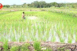 Dinas TPHP Kalteng optimis pola tanam padi Asep 2022 tercapai