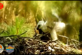 Kado Hari Lahir Pancasila, telur elang Jawa di Gunung Ciremai menetas