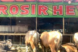 Kemenko PMK: Perkuat protokol kesehatan pada ternak