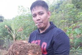 Sulsel targetkan ekspor 3.000 ton porang ke China pada 2022