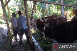 Cegah semakin masif penyebaran PMK polisi blusukan ke peternakan