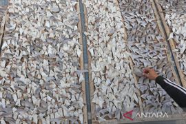 Sirip hiu untuk pasar ekspor