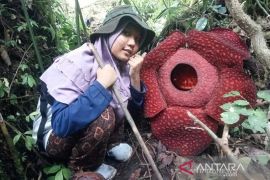 Pesona  hamparan bunga Raflesia di Ranah Minang