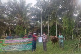PT.Agrowiratama Pasbar salurkan hewan kurban ke karyawan dan masyarakat sekitar perusahaan kelapa sawit