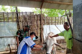 Pemkab Gresik mulai vaksinasi hewan ternak untuk cegah PMK