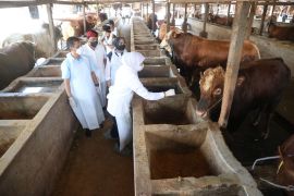 East Java compensates breeders whose livestock lost to FMD