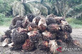 Harga di Mukomuko turun hingga Rp150/kilogram