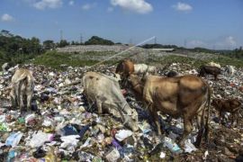 Sapi Pemakan Sampah Di Tasikmalaya    Page 1 Small