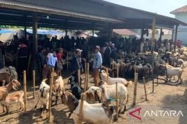 Penjualan hewan kurban di Cianjur masih rendah jelang Idul Adha