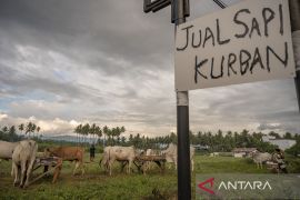 Kenaikan Harga Jual Sapi untuk Kurban Page 1 Small