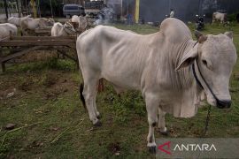 Kenaikan Harga Jual Sapi untuk Kurban Page 2 Small