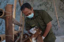 Ini tiga pulau zona merah penyakit mulut dan kuku