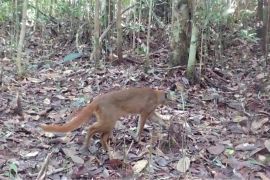 Habitat berkurang membuat empat jenis kucing liar Kalimantan terancam