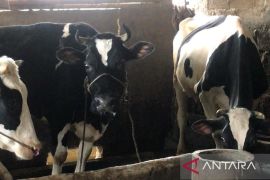 Emil Dardak minta percepatan vaksinasi untuk pengendalian wabah PMK