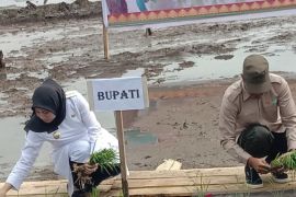 Bupati Inhu turum ke sawah dan tanam padi di Kelayang
