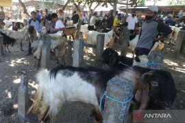 Pasar hewan Kota Kediri kembali dibuka