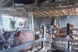 Pedagang: Harga sapi kurban naik akibat populasi jantan terbatas