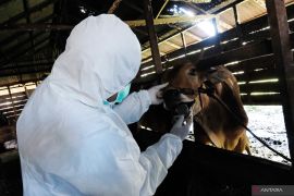 Peternak diingatlan Kementan tidak  menjadi pembawa virus PMK ke hewan sehat