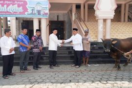 Jelang Idul Adha, Pemprov Kalteng salurkan 61 ekor sapi di Barito Utara