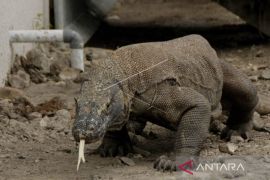 Tarif masuk Pulau Komodo naik Rp3,7 juta/orang, Organisasi pariwisata langsung kompak menolak