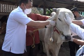 Lampung siapkan 105.466  ekor hewan ternak untuk Idul Adha