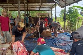 Disbunak Paser turunkan tim pengawas di lokasi pemotongan hewan kurban