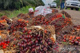 Tanki CPO perusahaan sawit Kalsel nyaris penuh
