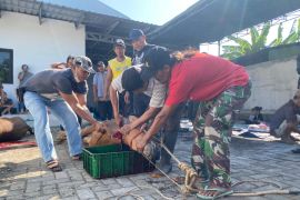 Jurnalis KOMPAK berkurban dua ekor sapi dan seekor kambing