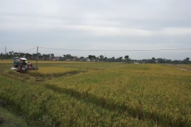 10 Hektare lahan persawahan organik di Ngawi sudah bersertifikat SNI