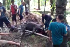 Muhammadiyah Langkat sembelih 167 ekor lembu dan 43 ekor kambing