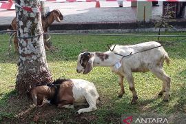 Muslim Singapura salurkan 3 kambing kurban ke Masjid Agung Batam