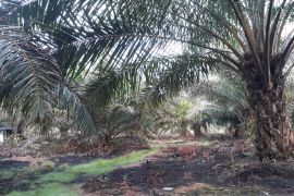 Mukomuko terapkan aplikasi Program Peremajaan Sawit